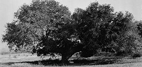 Oak Of Peace On The Catalina Verdugo Adobe Property