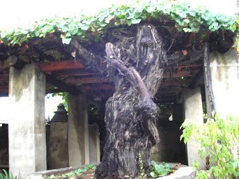 Very Old Grape Vine at Mission San Gabriel