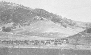 Cattle On Rancho San Rafael