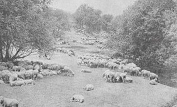 Sheep On Rancho San Rafael